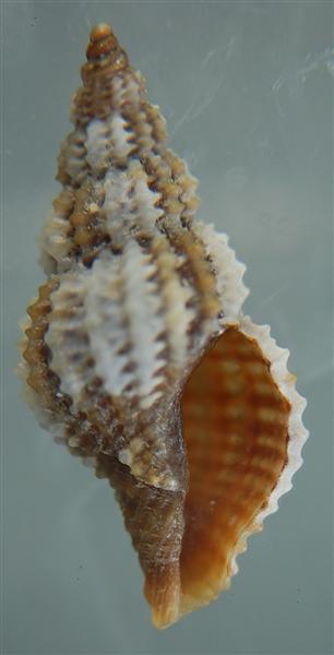 Raphitoma ...?
